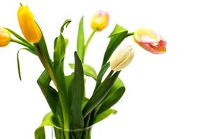 bouquet di tulipani gialli, rosa e bianchi su sfondo bianco. vaso con tulipani foto