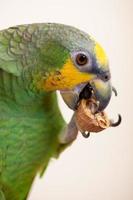 amazon verde pappagallo mangiare un' Noce noce vicino su foto