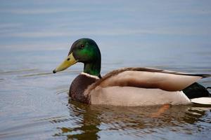 selvaggio anatra nuotate nel il lago foto