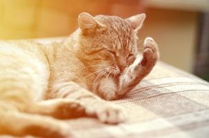 ritratto di soriano gatto seduta e leccata il suo capelli all'aperto e bugie su Marrone divano foto