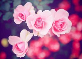 rosa rosa nel giardino con retrò filtro effetto foto