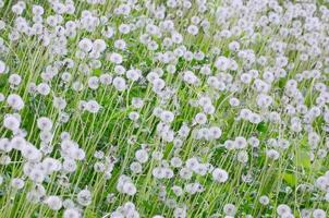 bianca soffice denti di leone fiore nel verde campo, naturale sfondo foto