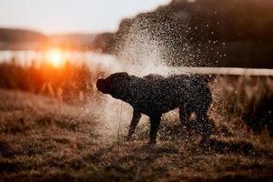 nero cane dopo bagnarsi su il sfondo di il ambientazione sole. foto