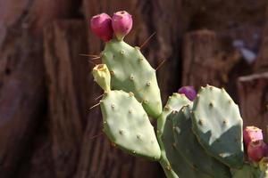 un' grande e spinoso cactus cresce nel un' città parco. foto