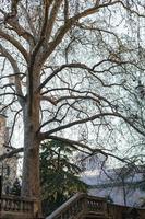 sicomoro albero su argine nel Verona città foto