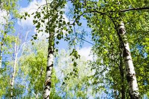 betulla alberi con verde le foglie nel foresta foto