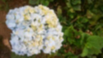 bellissimo e sorprendente blu ortensia fiore foto