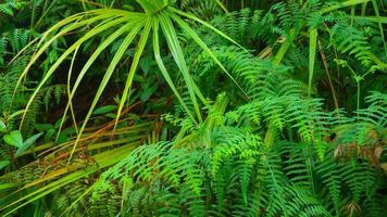 bellissimo verde le foglie come il sfondo foto