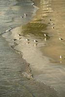 un' colonia di gabbiani si riunirono su il spiaggia nel davanti di il acqua foto