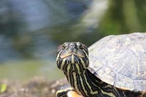 rosso dalle orecchie cursore tartaruga terrapin foto