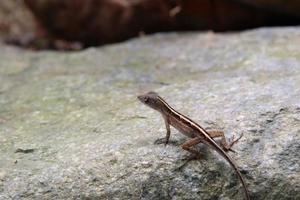 Marrone anole nel un' giardino foto