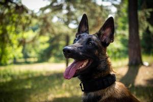 ritratto di un' belga pastore cane, su un' camminare nel un' verde parco. foto