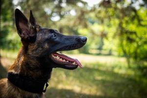 ritratto di un' belga pastore cane, su un' camminare nel un' verde parco. foto