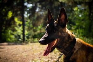 ritratto di un' belga pastore cane, su un' camminare nel un' verde parco. foto