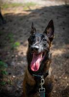 ritratto di un' belga pastore cane, su un' camminare nel un' verde parco. foto