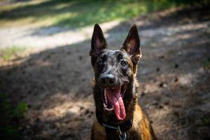 ritratto di un' belga pastore cane, su un' camminare nel un' verde parco. foto