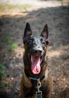 ritratto di un' belga pastore cane, su un' camminare nel un' verde parco. foto