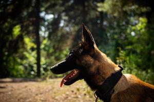 ritratto di un' belga pastore cane, su un' camminare nel un' verde parco. foto