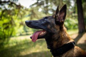 ritratto di un' belga pastore cane, su un' camminare nel un' verde parco. foto