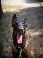 ritratto di un' belga pastore cane, su un' camminare nel un' verde parco. foto