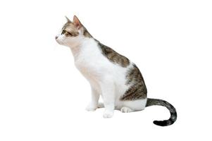 bianca gatto con nero strisce, bianca sfondo, isolato foto