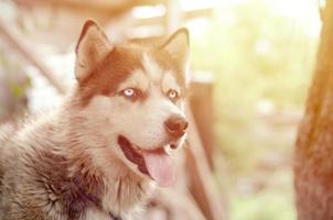 artico malamute con blu occhi museruola ritratto vicino su. Questo è un' abbastanza grande cane nativo genere foto