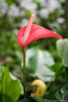 anthurium fiori e mattina rugiada gocce verde le foglie foto