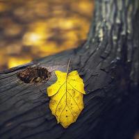 uno giallo foglia bugie solo su un' albero tronco foto