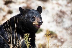 orso nero americano. mammifero e mammiferi. mondo terrestre e fauna. fauna selvatica e zoologia. foto