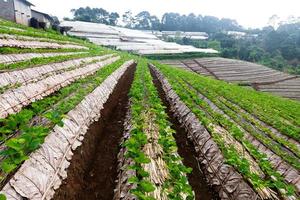 paesaggio di fragola giardino con Alba a doi ang khang , chiang mai, Tailandia. foto