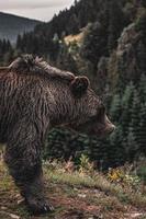 Marrone bellissimo orso nel il foresta. natura Visualizza foto