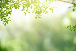 primo piano della bellissima natura vista foglia verde su sfondo verde sfocato in giardino con spazio di copia utilizzando come sfondo il concetto di copertina. foto