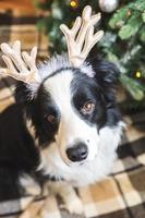 divertente ritratto di simpatico cucciolo di cane border collie che indossa il cappello di corna di cervo in costume di natale vicino all'albero di natale a casa all'interno dello sfondo. preparazione per le vacanze. buon natale concetto. foto