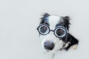 divertente ritratto di cucciolo di cane border collie in occhiali comici isolati su sfondo bianco. cagnolino che guarda con gli occhiali come uno studente professore dottore. di nuovo a scuola. fantastico stile nerd. animali divertenti. foto