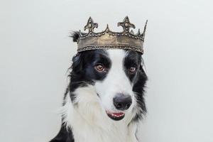 simpatico cucciolo di cane con faccia buffa border collie che indossa la corona del re isolata su sfondo bianco. ritratto di cane divertente in costume reale a carnevale o halloween. mago o principe del signore dei cani, tema del potere del cane. foto