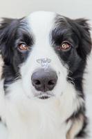 vuoi sposarmi. divertente ritratto di simpatico cucciolo di cane border collie che tiene l'anello nuziale sul naso isolato su sfondo bianco. fidanzamento, matrimonio, concetto di proposta foto