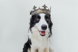 simpatico cucciolo di cane con faccia buffa border collie che indossa la corona del re isolata su sfondo bianco. ritratto di cane divertente in costume reale a carnevale o halloween. mago o principe del signore dei cani, tema del potere del cane. foto