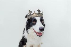 simpatico cucciolo di cane con faccia buffa border collie che indossa la corona del re isolata su sfondo bianco. ritratto di cane divertente in costume reale a carnevale o halloween. mago o principe del signore dei cani, tema del potere del cane. foto