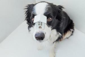 divertente ritratto di un simpatico cucciolo di cane border collie che tiene una casa modello giocattolo in miniatura sul naso, isolata su sfondo bianco. mutuo immobiliare proprietà dolce casa concetto di rifugio per cani foto