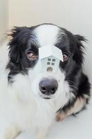 divertente ritratto di un simpatico cucciolo di cane border collie che tiene una casa modello giocattolo in miniatura sul naso, isolata su sfondo bianco. mutuo immobiliare proprietà dolce casa concetto di rifugio per cani foto