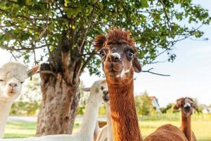 carino alpaca con faccia buffa che si rilassa nel ranch in una giornata estiva. alpaca domestici che pascolano sui pascoli nello sfondo naturale della campagna dell'azienda agricola ecologica. cura degli animali e concetto di agricoltura ecologica foto