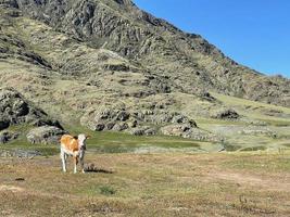 il mucca pascolo su il versante vicino enorme roccia foto