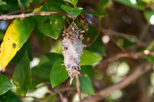 farfalla verme pupa oiketico Kirbyi nel estate foto