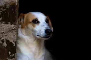 ritratto bastardo vagante cane su buio sfondo foto