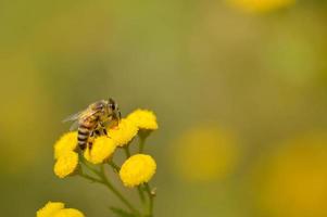 ape su un' un' tanaceto giallo fiore, impollinatore, vicino su. foto