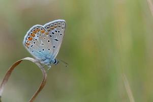 Comune blu la farfalla, piccolo farfalla blu e grigio, macro foto