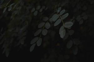 buio le foglie natura foto