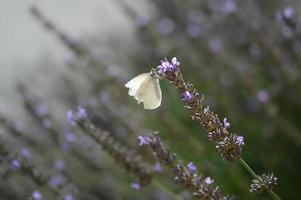 vecchio bianca farfalla nel un' lavanda fiore, lavanda giardino foto