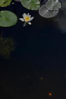 bianca acqua giglio fiore nel un' lago, nel il acqua, acqua impianti foto