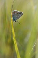 Comune blu la farfalla, piccolo farfalla blu e grigio, macro foto